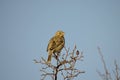 Corn Bunting (Emberiza calandra) Royalty Free Stock Photo