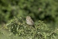 Corn Bunting / Emberiza ( Miliaria) calandra Royalty Free Stock Photo