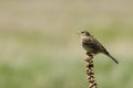 Corn bunting ( Miliaria calandra) Royalty Free Stock Photo