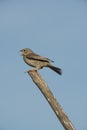 Corn Bunting