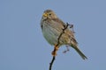 Corn Bunting miliaria calandra Royalty Free Stock Photo