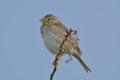 Corn Bunting miliaria calandra Royalty Free Stock Photo