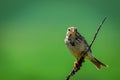 The Corn Bunting or Miliaria calandra in habitat Royalty Free Stock Photo