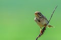 The Corn Bunting or Miliaria calandra in habitat Royalty Free Stock Photo