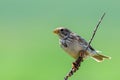 The Corn Bunting or Miliaria calandra in habitat Royalty Free Stock Photo