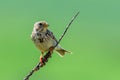 The Corn Bunting or Miliaria calandra in habitat Royalty Free Stock Photo