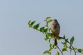 The Corn Bunting or Miliaria calandra in habitat Royalty Free Stock Photo