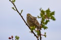 Corn bunting Miliaria calandra perched on a twig Royalty Free Stock Photo