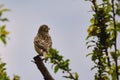 Corn bunting Miliaria calandra perched on a twig Royalty Free Stock Photo