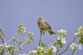 Corn bunting Miliaria calandra perched on a twig Royalty Free Stock Photo