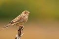 Corn bunting or Miliaria calandra perches on a twig Royalty Free Stock Photo