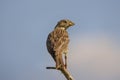 The Corn Bunting Miliaria calandra Royalty Free Stock Photo