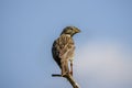 The Corn Bunting Miliaria calandra Royalty Free Stock Photo