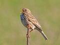 The Corn Bunting - Miliaria calandra Royalty Free Stock Photo