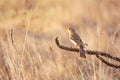 The Corn Bunting Miliaria calandra, singing in the beautiful sunlight Royalty Free Stock Photo