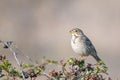 Corn Bunting Miliaria calandra Singing bird in spring. Beautiful light Royalty Free Stock Photo