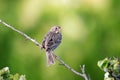 Corn Bunting, Miliaria calandra, Singing bird in spring, on a green background Royalty Free Stock Photo