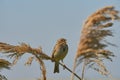 Corn bunting or miliaria calandra singing . Royalty Free Stock Photo