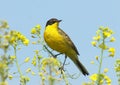 Corn Bunting ( Miliaria calandra ) singing in a field of rapeseed Royalty Free Stock Photo