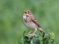 Corn Bunting ( Miliaria calandra ) singing Royalty Free Stock Photo