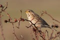 Corn bunting Miliaria calandra sitting on a branch Royalty Free Stock Photo