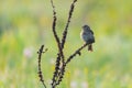 Corn Bunting or Miliaria calandra is sitting on branch. Royalty Free Stock Photo