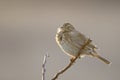 Corn bunting Miliaria calandra sitting on a branch Royalty Free Stock Photo