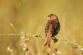 Corn bunting Miliaria calandra sitting on a branch Royalty Free Stock Photo
