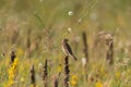 Corn bunting Miliaria calandra sitting on a branch with food in its beak Royalty Free Stock Photo