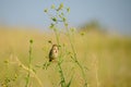 Corn bunting Miliaria calandra sitting on a branch of the plant Royalty Free Stock Photo