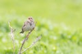 Corn bunting Miliaria calandra sitting on a bush Royalty Free Stock Photo