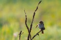 Corn Bunting or Miliaria calandra is sitting and cleans feathers on branch. Royalty Free Stock Photo