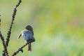 Corn Bunting or Miliaria calandra is sitting and cleans feathers on branch. Royalty Free Stock Photo