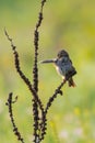 Corn Bunting or Miliaria calandra is sitting and cleans feathers on branch. Royalty Free Stock Photo