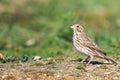 Corn Bunting Miliaria calandra is sitting on a ground Royalty Free Stock Photo