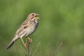 Corn bunting (Miliaria calandra) on a twig Royalty Free Stock Photo