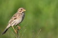 Corn bunting (Miliaria calandra) on a twig Royalty Free Stock Photo