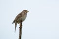 Corn bunting or Miliaria calandra on a twig Royalty Free Stock Photo
