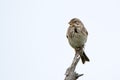 Corn bunting or Miliaria calandra on a twig Royalty Free Stock Photo