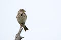 Corn bunting or Miliaria calandra on a twig Royalty Free Stock Photo