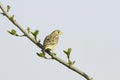 Corn Bunting / Miliaria (Emberiza) calandra Royalty Free Stock Photo