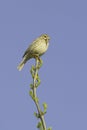 Corn Bunting / Miliaria (Emberiza) calandra Royalty Free Stock Photo