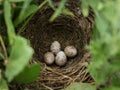 Corn bunting nest with four eggs.