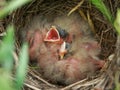 Corn bunting nest with nestlings.