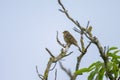 Corn bunting perched on branch under cloudy summer sky in Illmitz Austria Royalty Free Stock Photo