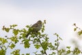 Corn bunting perched on a twig, singing Royalty Free Stock Photo