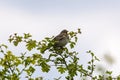 Corn bunting perched on a twig, singing Royalty Free Stock Photo