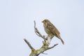 Corn bunting perched on branch with cloudy summer sky background Illmitz Austria Royalty Free Stock Photo