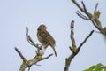 Corn bunting resting on branch beneath cloudy summer sky in Illmitz Austria Royalty Free Stock Photo
