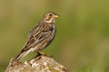 Corn Bunting sitting on a rock on a green background emberiza, emberizidae Royalty Free Stock Photo